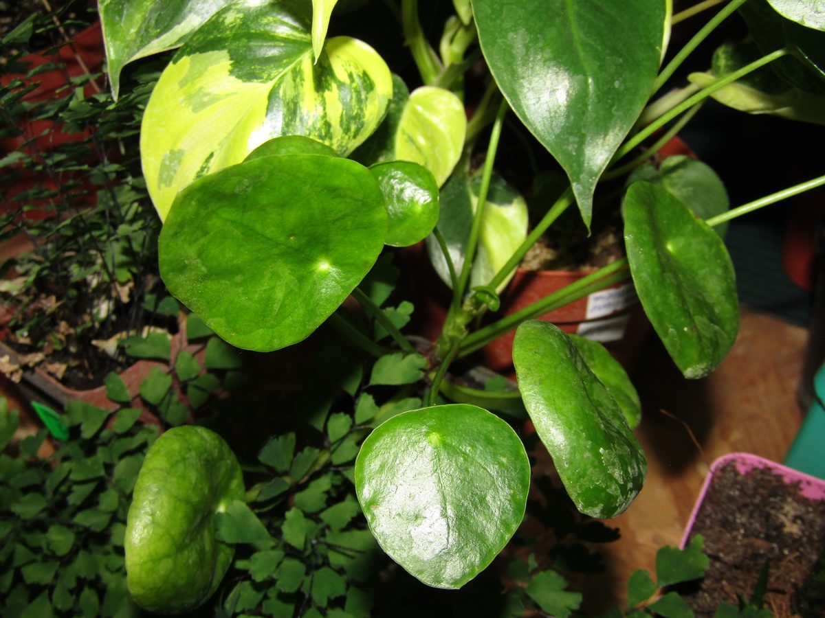 Round green leaves of Pilea peperomioides